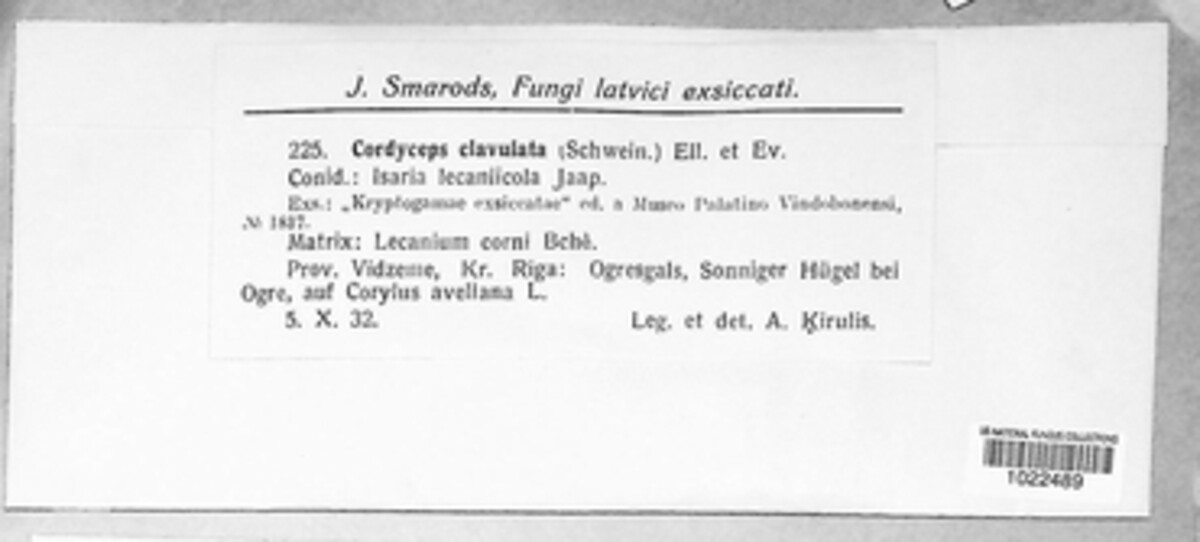 Ophiocordyceps clavulata image